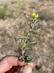 Camissoniopsis ignota
