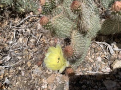 Opuntia diploursina
