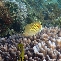 Chaetodon pelewensis