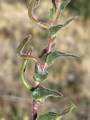 Camissoniopsis ignota