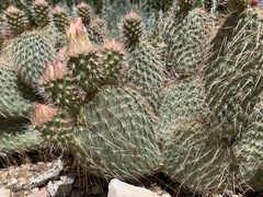 Opuntia diploursina