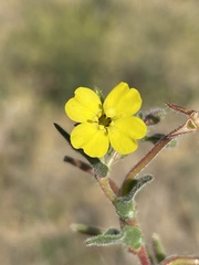 Camissoniopsis ignota