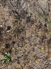 Camissoniopsis ignota