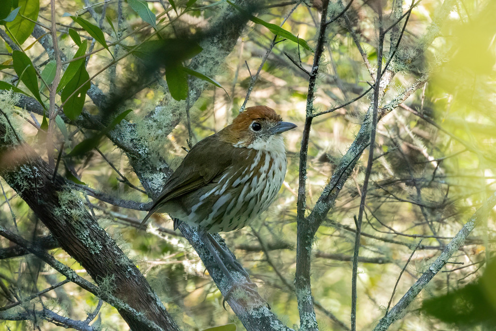 Chestnut-crowned Antpitta