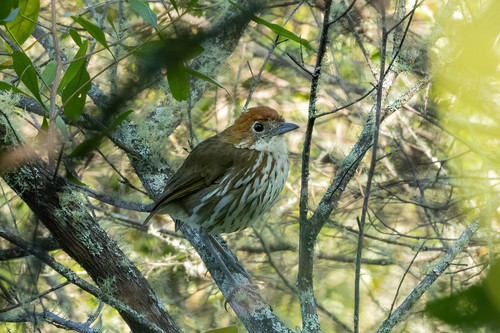 Chestnut-crowned Antpitta