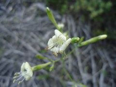 Silene mellifera