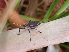 Gelonus tasmanicus