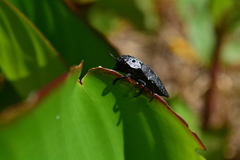 Capnodis tenebrionis