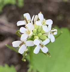 Alliaria petiolata