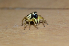 Heliophanus melinus