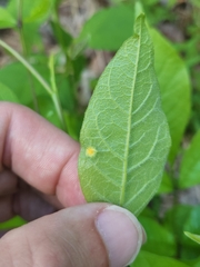 Puccinia sparganioidis