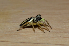 Heliophanus melinus