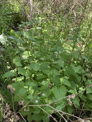 Alliaria petiolata