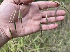 Themeda avenacea