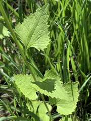 Alliaria petiolata