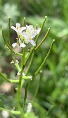 Alliaria petiolata