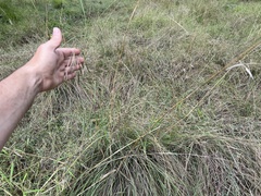 Themeda avenacea