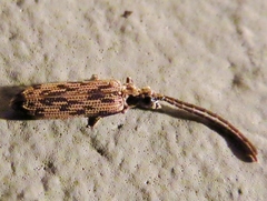 Tenomerga cinerea