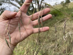 Themeda avenacea