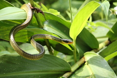 Chironius bicarinatus