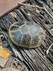 Kinosternon subrubrum