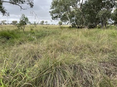 Themeda avenacea
