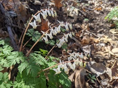 Dicentra cucullaria