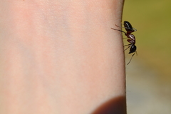 Camponotus ligniperda