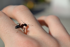 Camponotus ligniperda