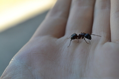 Camponotus ligniperda