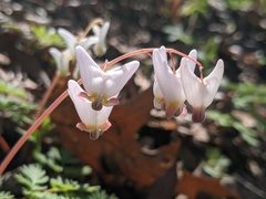 Dicentra cucullaria