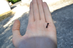 Camponotus ligniperda