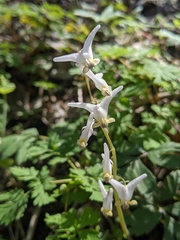 Dicentra cucullaria