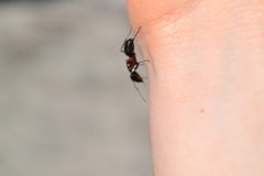 Camponotus ligniperda