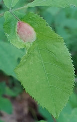 Phylloxera caryaemagna