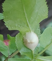 Phylloxera caryaemagna