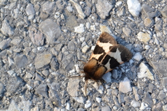 Watsonarctia deserta