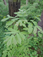 Phylloxera caryaemagna