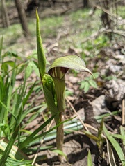 Arisaema triphyllum
