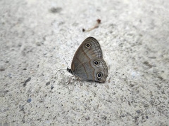 Palaeonympha opalina