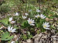 Sanguinaria canadensis