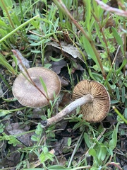 Rhodocybe caelata