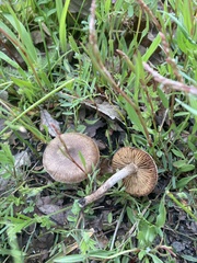 Rhodocybe caelata