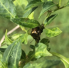 Aspideurus flavescens