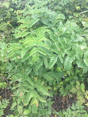 Angelica hendersonii