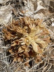 Aphyllon californicum feudgei