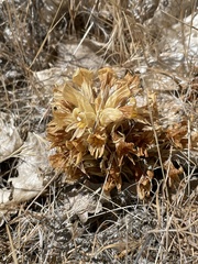 Aphyllon californicum feudgei