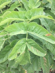 Angelica hendersonii