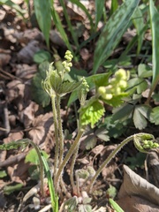 Mitella diphylla