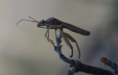 Hyalymenus subinermis